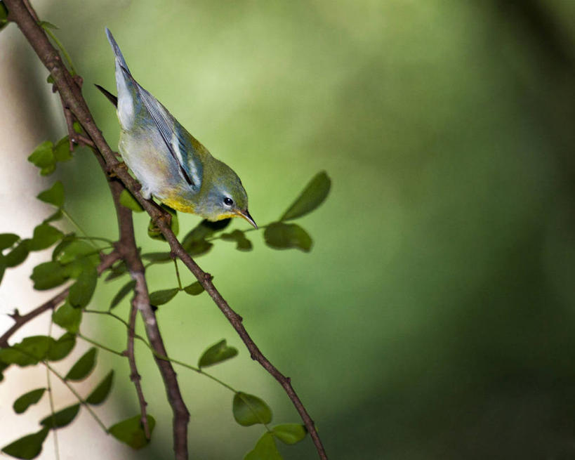 无人,横图,室外,白天,野生动物,鸟类,枝,首都,树,摄影,拉丁美洲,多米尼加共和国,彩图
