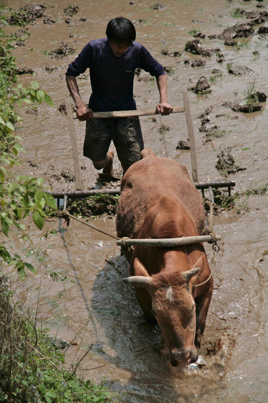 成年人,一个人,农民,拉,竖图,俯视,室外,白天,农业,美景,水,牛,仅一个男性,木制,稻田,景观,自然,家畜,景色,力量,摄影,泥,自然风光,努力,湖南省,步行,彩图,高角度拍摄,耕地,家牛,耕犁