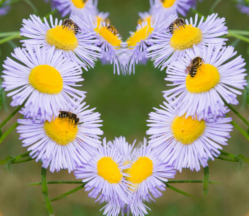 无人,横图,室外,白天,野生动物,蜜蜂,法国,昆虫,茎,花,动物,摄影,五只,脆弱,雄蕊,清新,益虫,心型,彩图