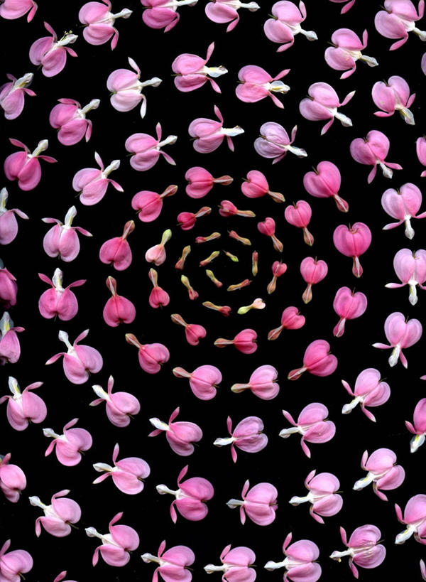 无人,竖图,美国,许多,黑色背景,丰富,很多,花蕾,花,花瓣,摄影,脆弱,缅因州,荷包牡丹,螺线,彩图,影棚拍摄