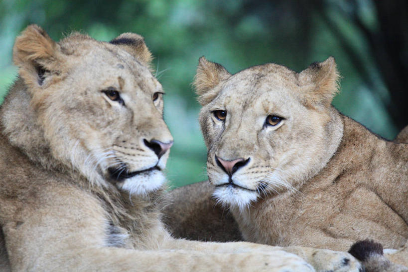 无人,坐,横图,室外,特写,白天,狮子,印度尼西亚,雌狮,动物,看,两只,休息,放松,摄影,西爪哇,彩图