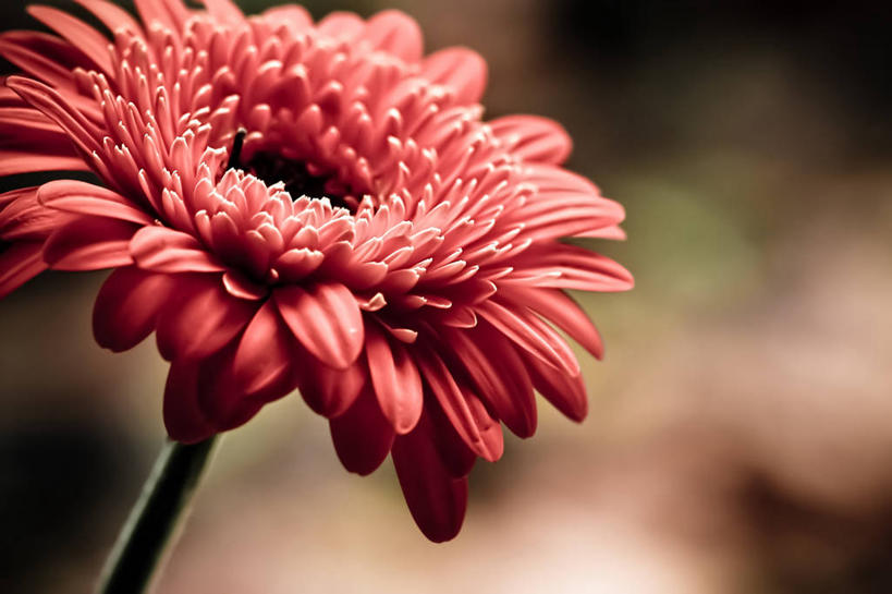 无人,横图,室外,特写,白天,美景,荷兰,盛开,景观,茎,非洲雏菊,花蕾,花,花瓣,花朵,鲜花,一朵,红色,自然,花苞,花蕊,景色,摄影,清新,自然风光,彩图