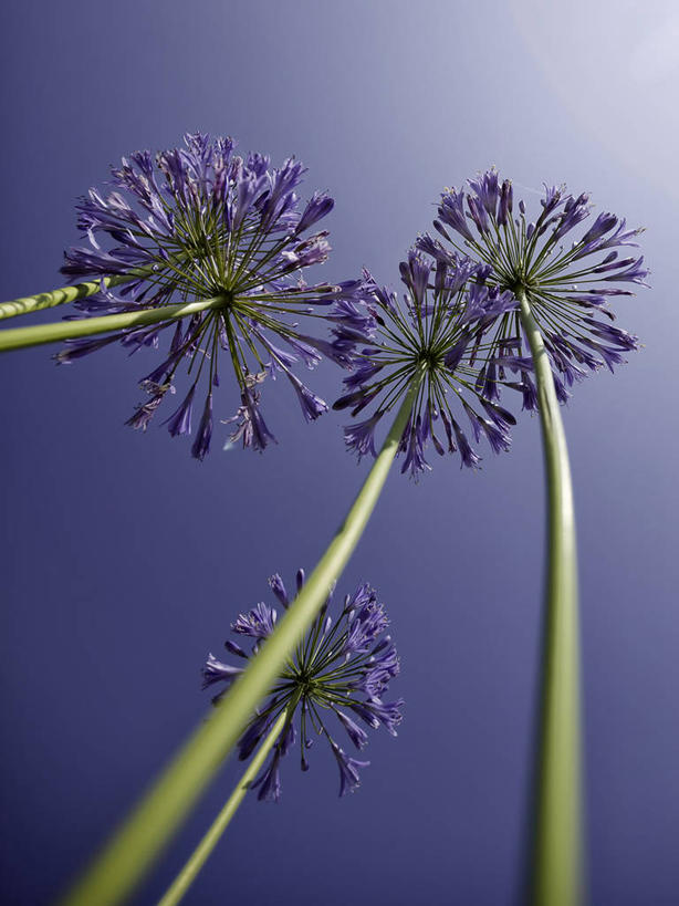 无人,竖图,室外,特写,白天,仰视,法国,花,花瓣,摄影,非洲百合,脆弱,雄蕊,布列塔尼,清新,万里无云,彩图,低角度拍摄