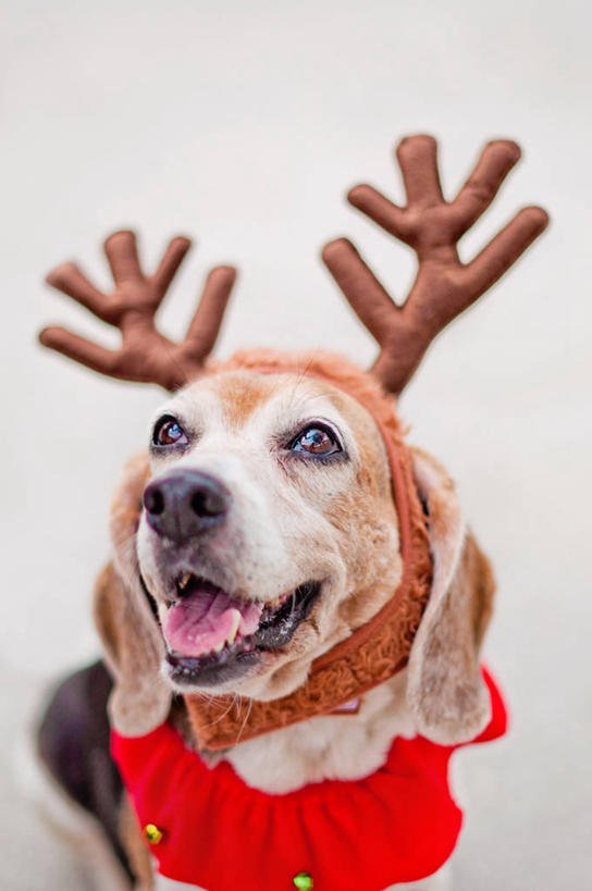 无人,竖图,特写,白色背景,宠物,狗,美国,圣诞节,庆祝,动物,向上看,家畜,摄影,幽默,部分,北美,北美洲,美洲,佛罗里达,佛罗里达州,佛州,阳光州,北亚美利加洲,亚美利加洲,彩图,影棚拍摄,美利坚合众国,小猎犬
