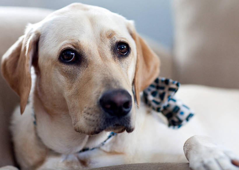 无人,躺,横图,室内,特写,白天,沙发,宠物,狗,美国,领结,放松,摄影,起居室,肖像,德克萨斯,彩图