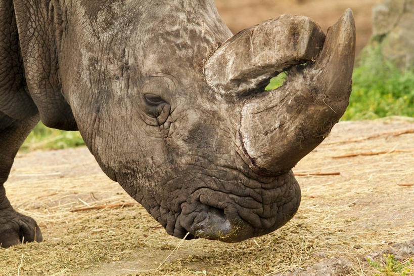 无人,横图,室外,特写,白天,英国,摄影,犀牛,彩图