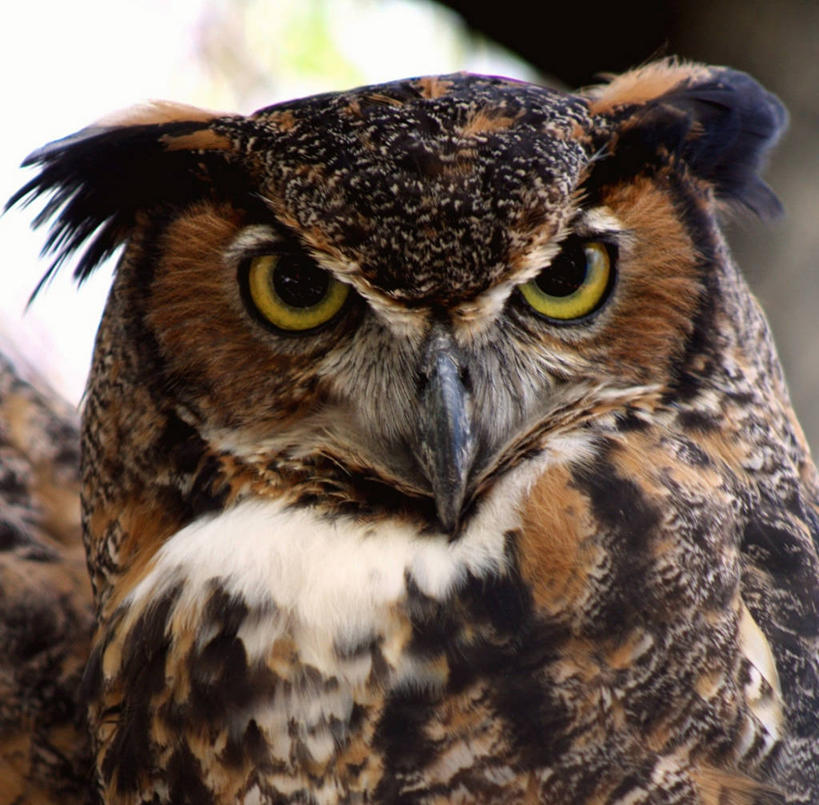 无人,横图,室外,特写,白天,野生动物,美国,鸟类,摄影,北美,北美洲,肖像,美洲,佛罗里达,大角枭,佛罗里达州,佛州,阳光州,北亚美利加洲,亚美利加洲,彩图,美利坚合众国