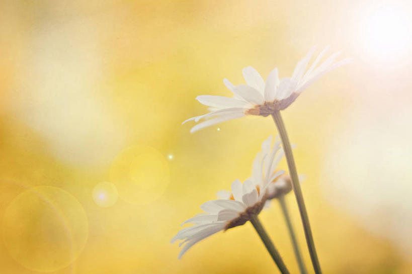 无人,横图,室外,特写,白天,镜头眩光,美景,意大利,景观,茎,茼蒿菊,花,两个,黄色,自然,景色,摄影,脆弱,清新,自然风光,散焦,彩图