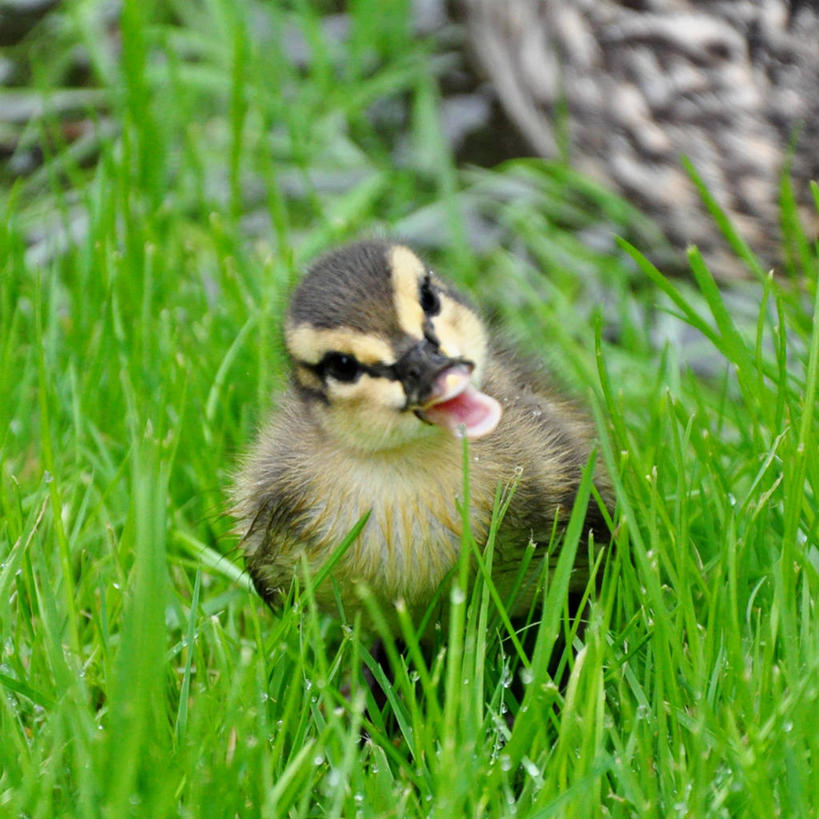 无人,方图,室外,特写,白天,鸟,野生动物,美国,鸟类,鸭,鸭子,家禽,草,动物,摄影,牲畜,新泽西,彩图