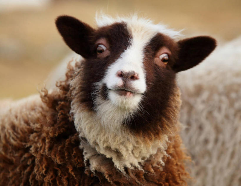 无人,横图,室外,特写,白天,英国,褐色,白色,动物,两只,家畜,摄影,牲畜,肖像,设得兰群岛,绵羊,彩图