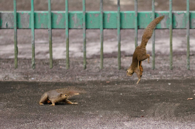 无人,跳,横图,室外,白天,野生动物,新加坡,冲突,金属,大门,首都,动物,松鼠,两只,摄影,打斗,新加坡市,彩图