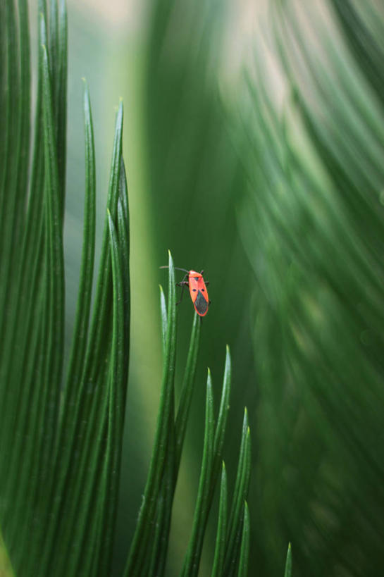 无人,坐,竖图,室外,白天,野生动物,叶子,孟加拉国,亚洲,昆虫,首都,绿色,自然,摄影,南亚,孟加拉人民共和国,达卡,彩图