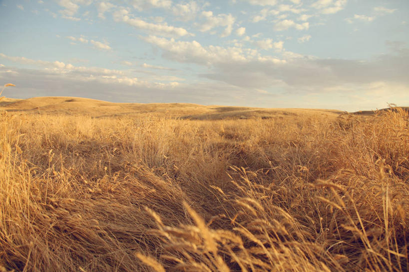 无人,横图,室外,加拿大,地平线,地形,田地,云,辽阔,地面,草,天空,自然,黄昏,广阔,摄影,生长,宁静,一望无际,延伸,天地相交,萨斯喀彻温省,无边无际,一马平川,彩图