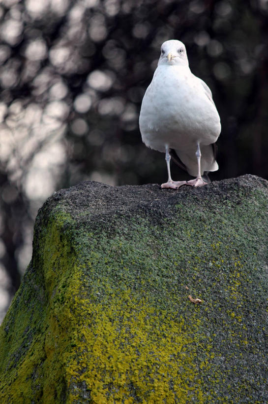 无人,竖图,室外,白天,海鸥,野生动物,爱尔兰,苔藓,首都,白色,摄影,岩石,彩图