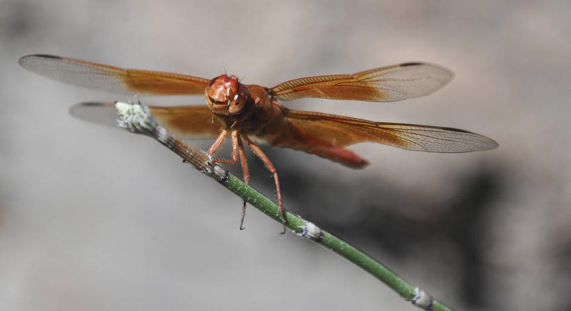 无人,横图,室外,特写,白天,野生动物,美国,蜻蜓,昆虫,摄影,亚利桑那,彩图