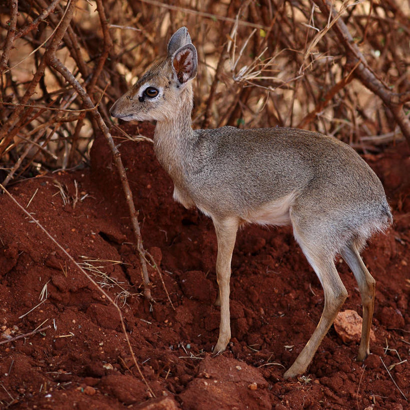 无人,站,方图,室外,特写,白天,野生动物,羊,肯尼亚,羚羊,枝,动物,可爱,摄影,活泼,红土,彩图