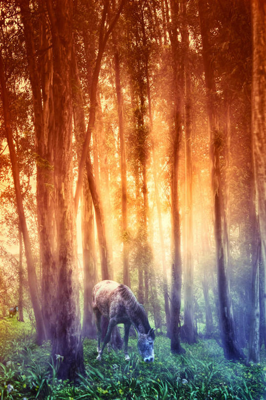 无人,竖图,室外,白天,森林,马,西班牙,草,树,自然,家畜,摄影,塞维尔,彩图