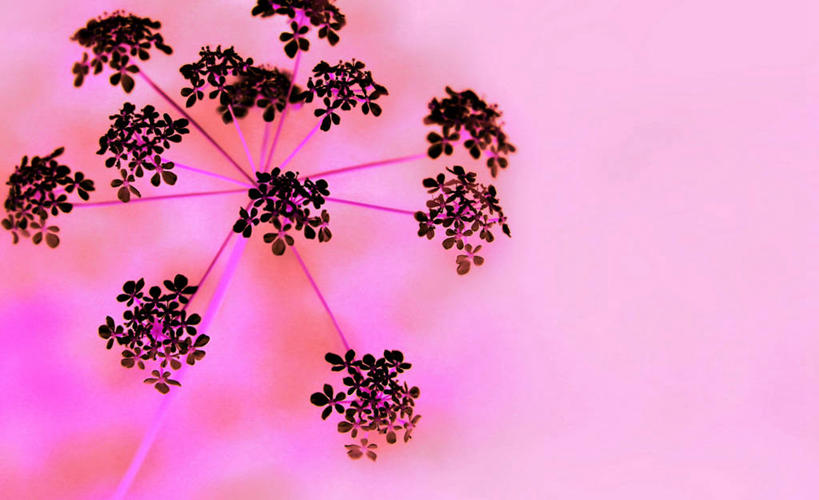 无人,横图,室外,英国,粉色背景,花,粉色,摄影,部分,脆弱,清新,威尔士,彩图