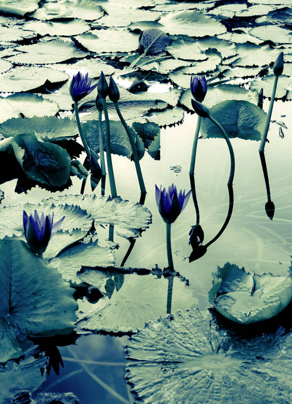 无人,竖图,室外,白天,美景,百合花,叶子,德国,欧洲,漂浮,反射,池塘,景观,花,蓝色,自然,景色,摄影,生长,脆弱,西欧,清新,自然风光,斯图加特,德意志联邦共和国,巴登.符腾堡,巴登.符腾堡州,巴符州,彩图