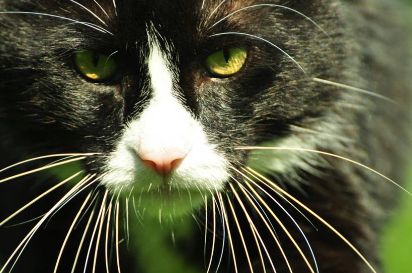 无人,横图,室外,特写,白天,猫,日光,加拿大,首都,家畜,摄影,肖像,渥太华,彩图