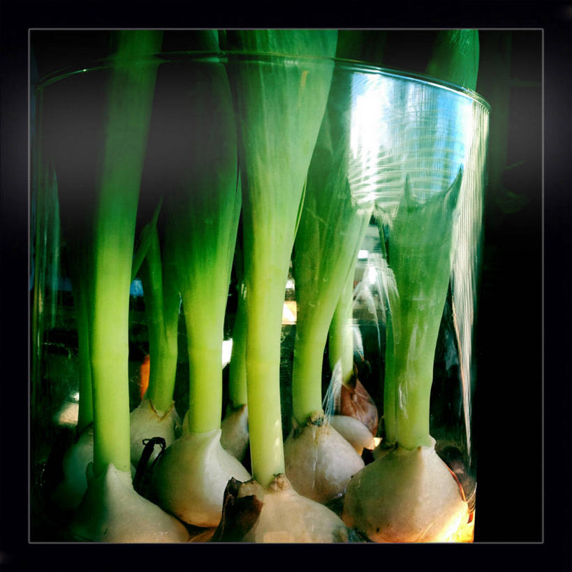 无人,方图,室内,特写,白天,窗户,郁金香,叶子,日光,美国,反射,花,摄影,生长,清新,彩图,水培法