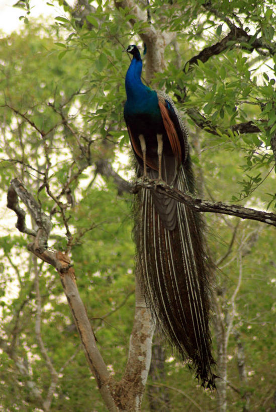 无人,竖图,室外,白天,仰视,森林,孔雀,野生动物,印度,鸟类,枝,树,自然,摄影,栖息,卡纳塔克邦,彩图,低角度拍摄