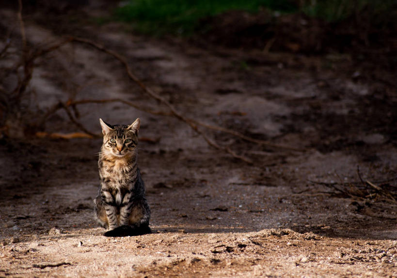 无人,坐,横图,室外,白天,猫,西班牙,家畜,摄影,加利西亚,彩图