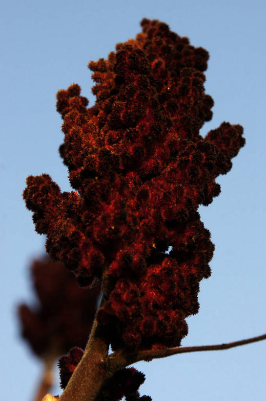 无人,竖图,室外,白天,法国,自然,摄影,清新,万里无云,漆树,彩图