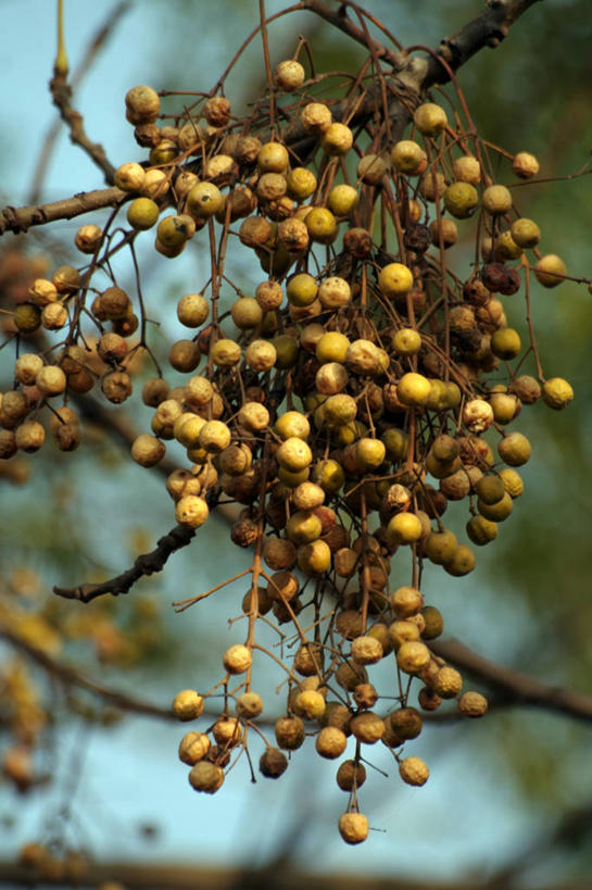 无人,竖图,室外,特写,白天,浆果,印度,吊挂,悬挂,枝,串,挂,饮食,黄色,自然,摄影,生长,清新,哈里亚纳邦,彩图