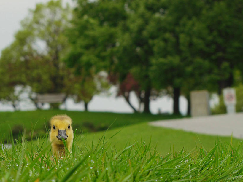 无人,横图,室外,特写,白天,鸟,野生动物,加拿大,鸟类,鸭,鸭子,首都,家禽,草,树,动物,摄影,牲畜,肖像,渥太华,彩图,好奇心