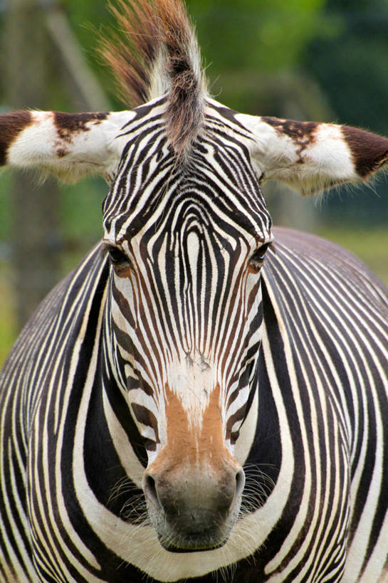 无人,竖图,室外,特写,白天,斑马,野生动物,英国,摄影,部分,贝德福德郡,彩图
