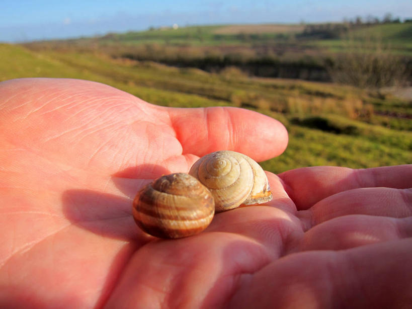 手,一个人,横图,室外,特写,白天,贝壳,英国,阴影,蜗牛,拿着,自然,动物,两只,摄影,保护,部分,彩图