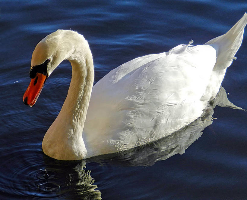 游泳,无人,横图,俯视,室外,特写,白天,水,野生动物,天鹅,日光,德国,反射,池塘,摄影,杜塞尔多夫,彩图,高角度拍摄