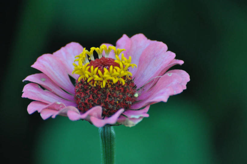 无人,横图,室外,特写,白天,加拿大,鱼尾菊,首都,花,花瓣,粉色,黄色,自然,摄影,脆弱,雄蕊,渥太华,彩图