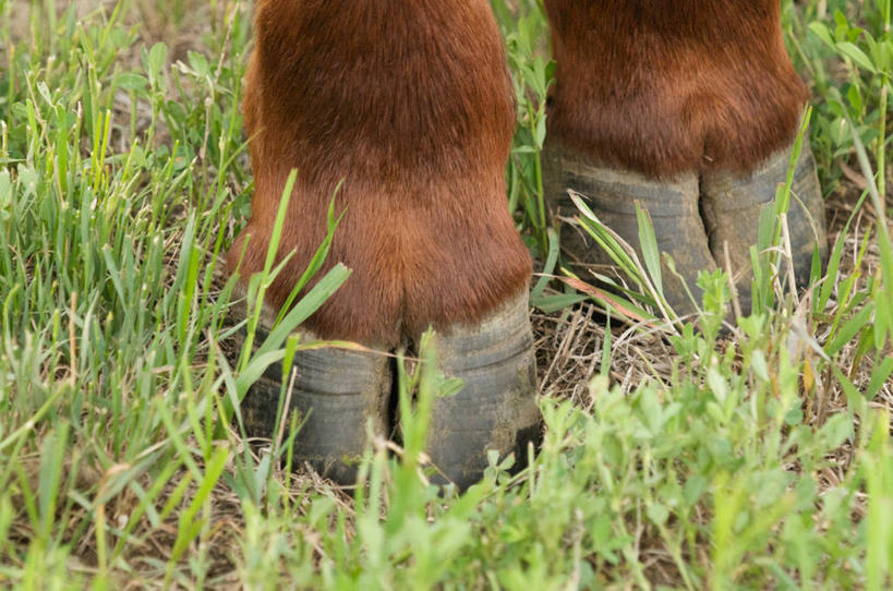 无人,横图,室外,特写,白天,牧场,加拿大,草,家畜,摄影,牲畜,部分,母牛,亚伯达,彩图,家牛
