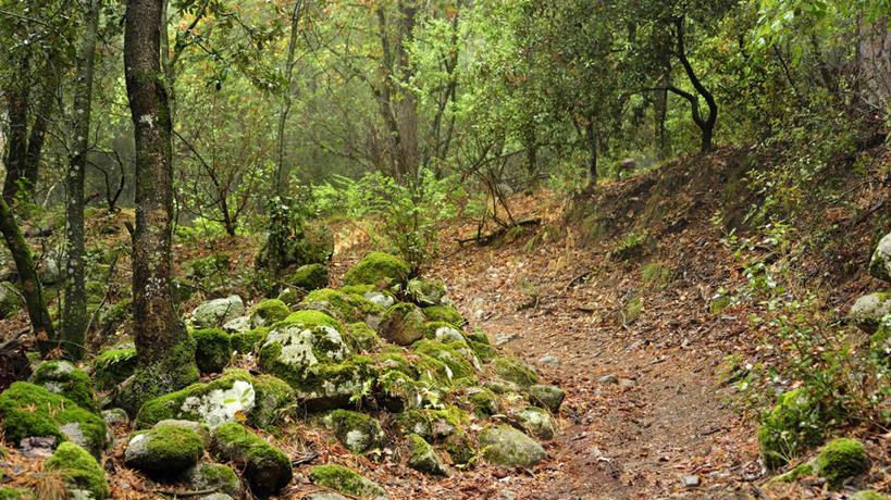 无人,横图,室外,白天,美景,叶子,日光,西班牙,景观,苔藓,地衣,树,绿色,自然,景色,摄影,生长,自然风光,塔拉戈纳省,彩图