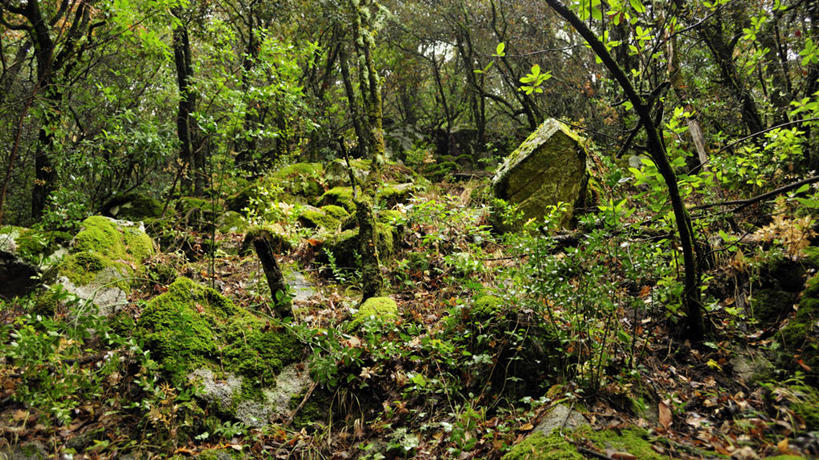 无人,横图,室外,白天,石头,森林,叶子,西班牙,苔藓,地衣,树,绿色,自然,摄影,生长,宁静,塔拉戈纳省,岩石,秋天,彩图