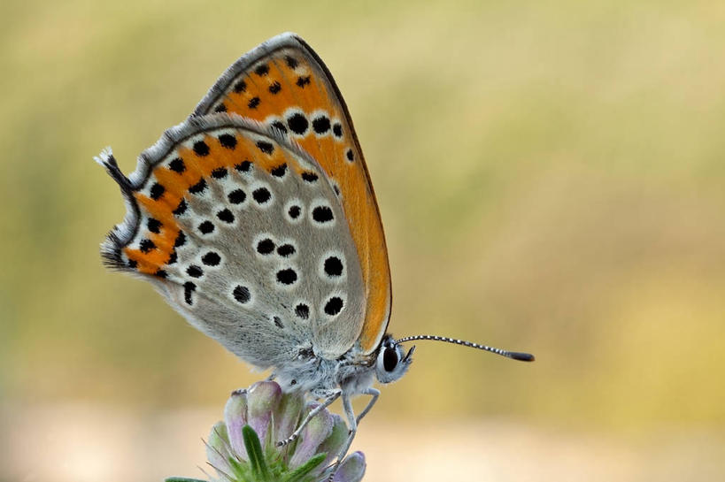无人,横图,室外,特写,白天,野生动物,蝴蝶,意大利,首都,花,绿色,摄影,授粉,彩图