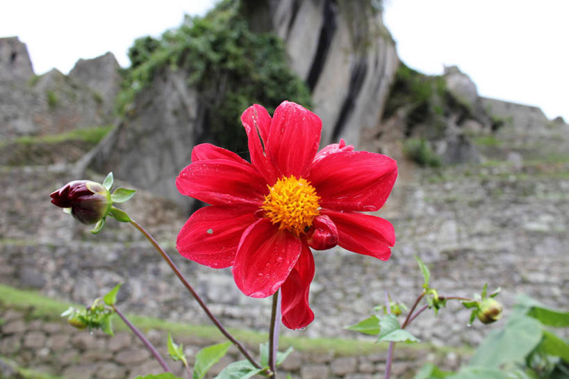 无人,横图,室外,特写,白天,美景,叶子,秘鲁,景观,茎,花蕾,花,花瓣,红色,自然,景色,摄影,生长,脆弱,自然风光,古文明,马丘比丘,印加帝国,彩图,帝国
