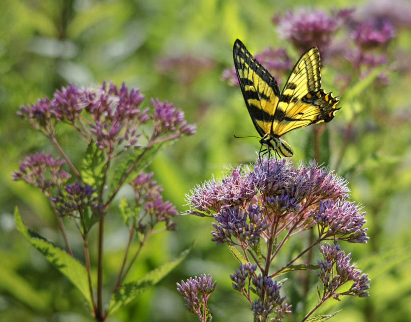 无人,横图,室外,白天,野生动物,蝴蝶,美国,花,绿色,摄影,授粉,彩图