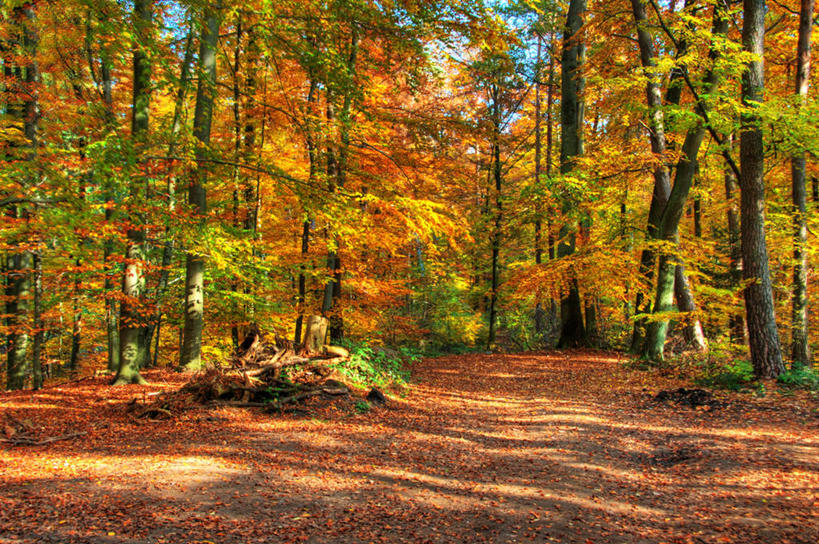 无人,横图,室外,白天,美景,森林,树林,德国,景观,树,风景,自然,景色,摄影,生长,宁静,自然风光,改变,萨尔州,秋天,彩图