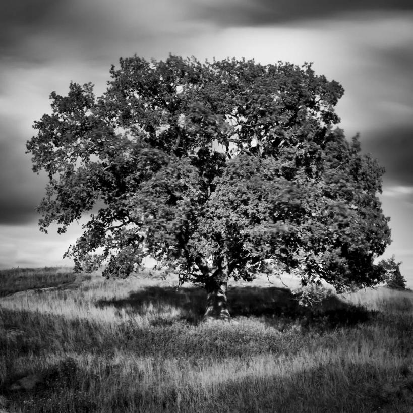 无人,方图,黑白,室外,白天,寂寞,瑞典,云,首都,草,天空,自然,摄影,宁静