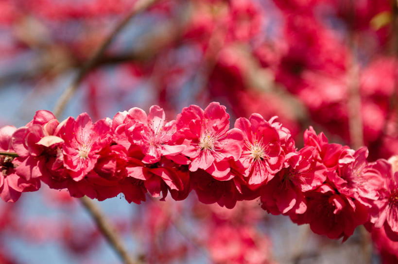 无人,横图,室外,特写,白天,美景,桃花,美国,一排,整齐,景观,枝,花,排列,红色,自然,景色,摄影,生长,脆弱,队列,清新,加利福尼亚,自然风光,利弗莫尔,彩图