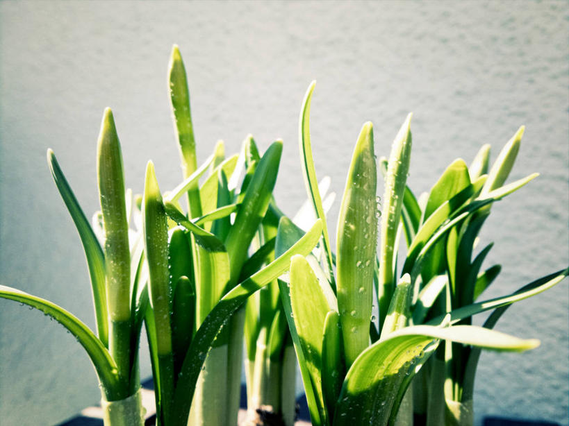 无人,横图,室外,特写,白天,水仙花,叶子,日光,德国,水滴,绿色,摄影,脆弱,清新,彩图