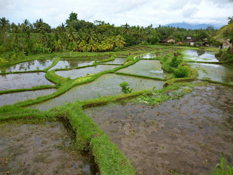 无人,横图,室外,白天,农业,美景,水,印度尼西亚,反射,稻田,景观,云,树,风景,自然,景色,摄影,生长,自然风光,乌布,彩图,巴厘