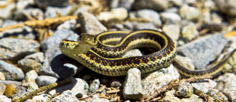 无人,横图,全景,室外,特写,白天,野生动物,加拿大,小的,蛇,摄影,乌蛇,温哥华,大不列颠哥伦比亚,彩图