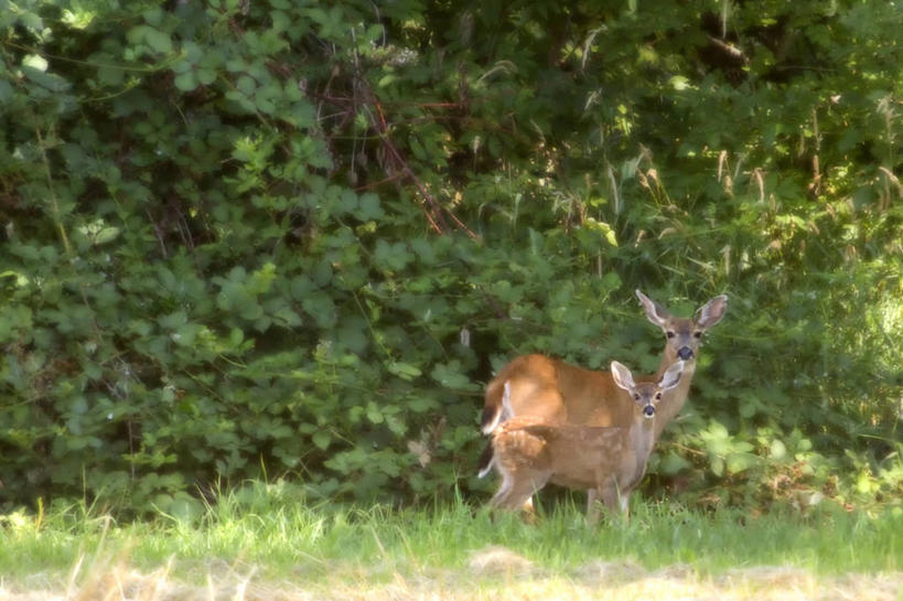 无人,站,横图,室外,白天,森林,哺乳动物,鹿,野生动物,美国,草,树,动物,两只,可爱,摄影,活泼,小鹿,华盛顿州,彩图