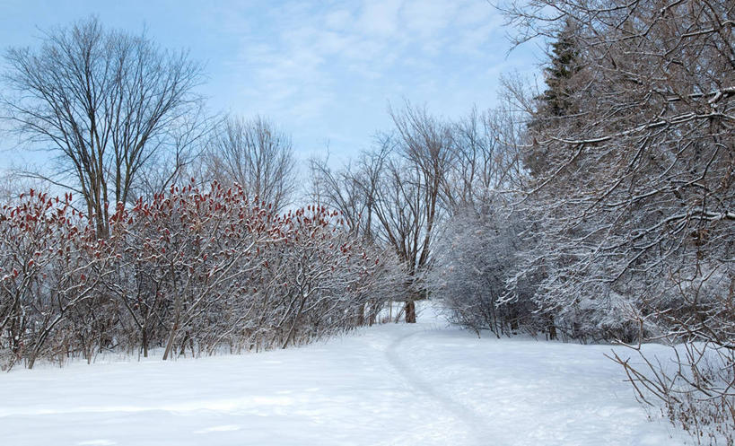 无人,横图,室外,白天,美景,森林,雪,路,加拿大,景观,云,冬天,首都,树,天空,自然,景色,寒冷,摄影,宁静,自然风光,渥太华,漆树,彩图
