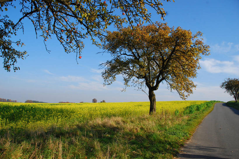 无人,横图,室外,白天,美景,路,德国,景观,田地,云,草,树,风景,天空,自然,景色,摄影,宁静,自然风光,彩图,芸苔