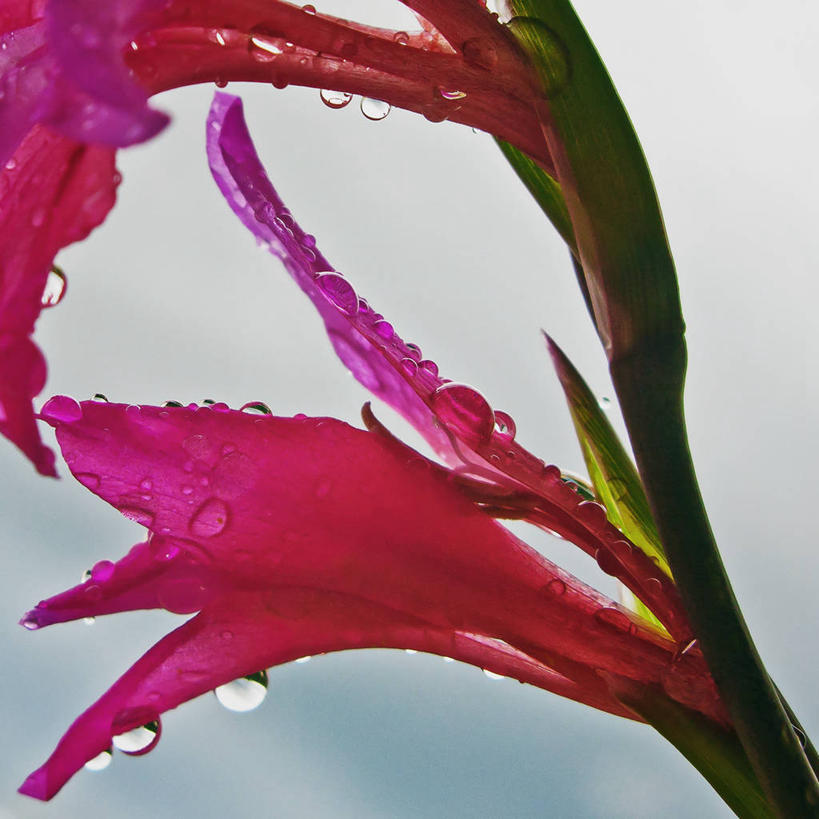 无人,方图,室外,特写,白天,水,西班牙,盛开,野花,首都,花蕾,花,花瓣,花朵,鲜花,一朵,粉色,自然,花苞,花蕊,马德里,雨滴,摄影,剑兰,脆弱,清新,纯净,彩图